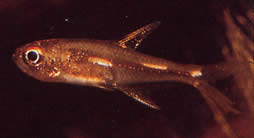Brittanichthys sp Işıldayan çizgiler tetra