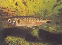 Brycinus macrolepidotus (Gerçek ölçekli tetra)