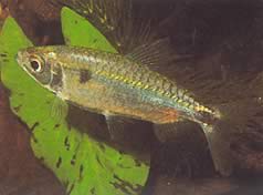 Brycinus schoutedeni (Büyük ölçekli brycinus)