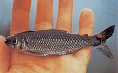 Brycon rubricauda (Kırmızı yüzgeçli brycon)