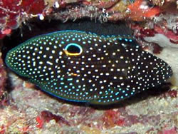 Calloplesiops altivelis (Kuyruklu yıldız)