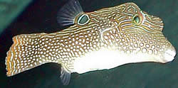 Canthigaster solandri (Cantigaster-Paon)