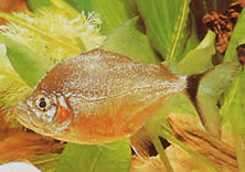 Catoprion mento Piranha mento, büyük kafa pacou