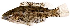 Centrolabus melops Ortak crenilabre