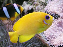 Centropyge flavissimus (Sarı)