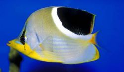 Chaetodon ephippium Siyah Spot papillon balığı