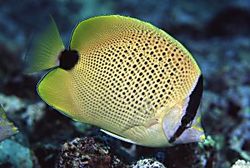 Chaetodon miliaris (Limon kurabiye)