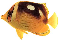 Chaetodon quadrimaculatus