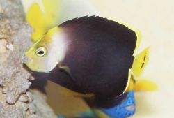 Chaetodontoplus melanosoma (Kahverengi melek)