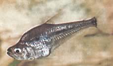 Charax gibbosus (Bump Cam Tetra, Charax Gibbeux)