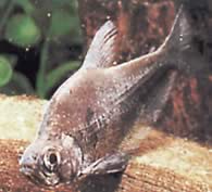 Charax tectifer (Charax savaş gemisi)