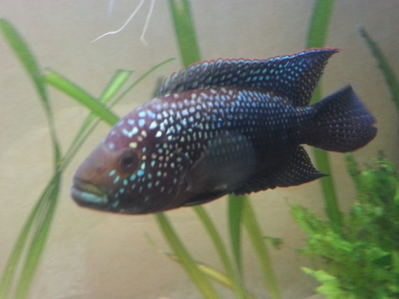 Cichlasoma octofasciatum (Jack Dempsey)