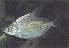 Citharinus citharus High Arka bok