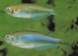 Coelurichthys microlepis (Küçük ölçekli Tetra Crutor, Barberos)