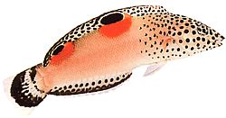 Coris aygula (Turuncu lekeler Girelle)