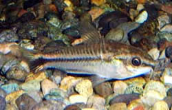 Corydoras pygmaeus Corydoras