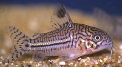 Corydoras trilineatus (Üç -Band Corydoras)