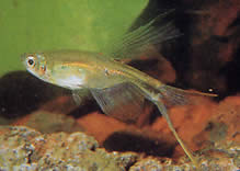 Corynopoma riisei (Corynopoma cüce, kılıç tetra)