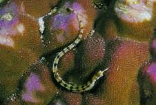 Corythoichthys flavofasciastus Sarı Bandefish Balık