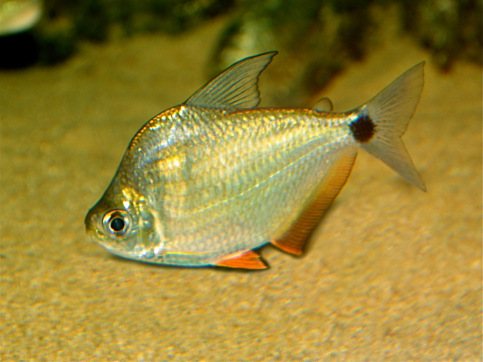 Ctenobrycon spilurus hauxwellianus High Sırtlı Chargin