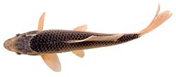Cyprinus carpio KOI