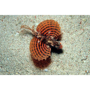 Dendrochirus brachypterus (Cüce)