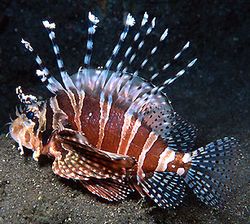 Dendrochirus zebra (Cüce puanı)