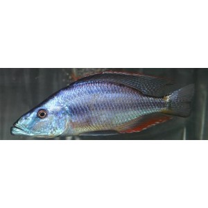 Dimidiochromis Compressiceps (Siklid göz yiyen)