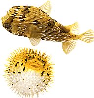 Diodon holocanthus (Dikenli üfleyici)