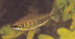 Distichodus decemmaculatus (Cüce distichodus)