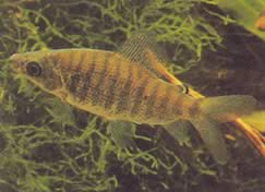 Distichodus fasciolatus (Gri çizgili bölge)