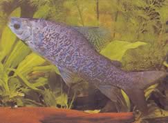 Distichodus notospilus (Distichness gölgesi)