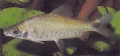 Distichodus rostratus (Rostre'da Distitichodus)