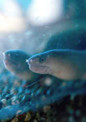 Echidna rhodochilus (Tatlı su duvarı)