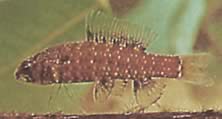 Elachocharax georgiae (Cüce tetrager)