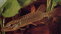 Esox lucius (Avrupa turşusu)