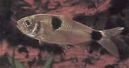 Exodon paradoxus (İki noktalı tetra kaplanı)