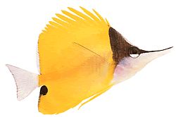 Forcipiger longirostris (Uzun gagalı Chelmon)