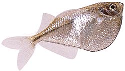 Gasteropelecus sternicla Gümüş rengi