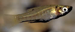 Girardinus metallicus Metalik Girardinus