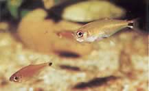 Gnathocharax steindachneri (Isırma tetra)