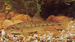 Gobio gobio (Damızlık)