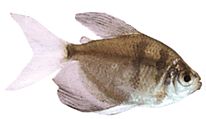 Gymnocorymbus ternetzi Dul