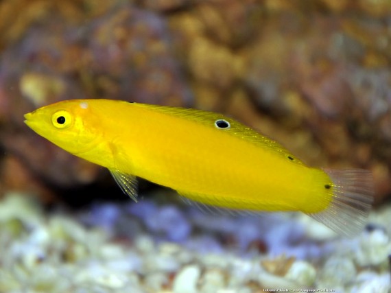 Halichoeres Chrysus (Sarı / Labre Kanarya)