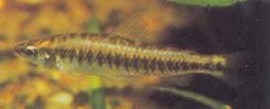 Hemigrammocharax multifasciatus Afrika Damalı Tetraket