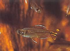 Hemigrammopetersius caudalis Sarı ile Kongo Tetra
