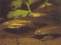 Hemigrammopetersius septentrionalis (Kuzey Afrika Tetra-néon)