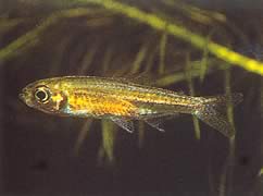 Hemigrammopetersius tangensis (Tanga African Tetra-néon)