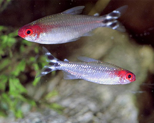 Hemigrammus bleheri (Kırmızı ağız tetra)