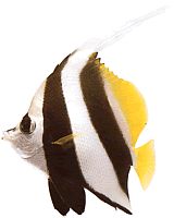 Heniochus acuminatus (İşaret)